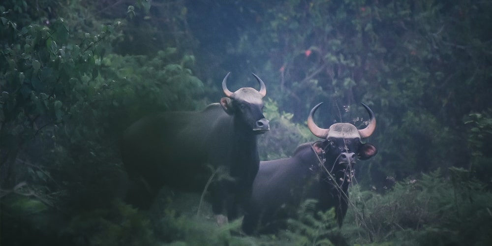 PCD-10001-PCD-10001-2.jpg Image