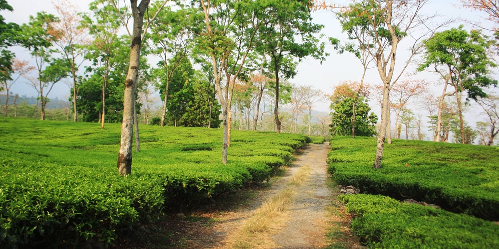 PCD-10004-PCD-10004-3.jpg Image