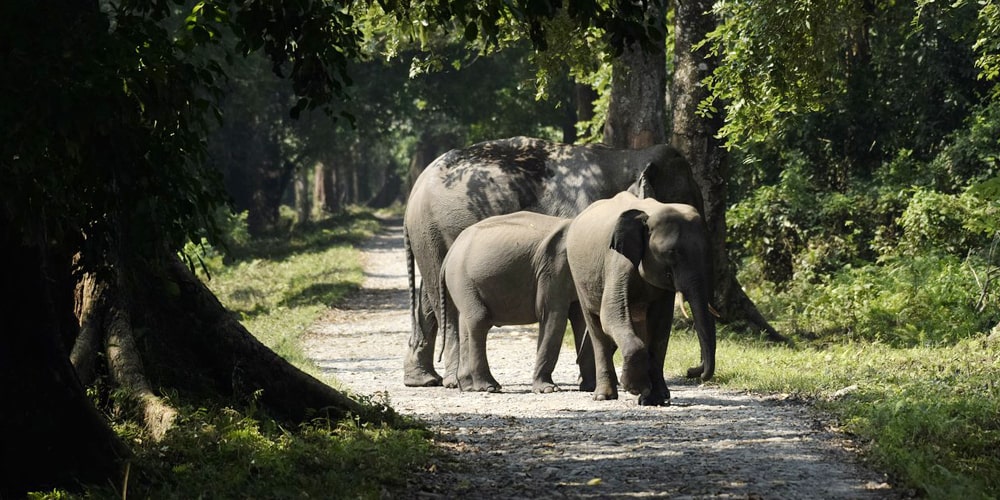 PCD-10007-PCD-10007-4.jpg Image