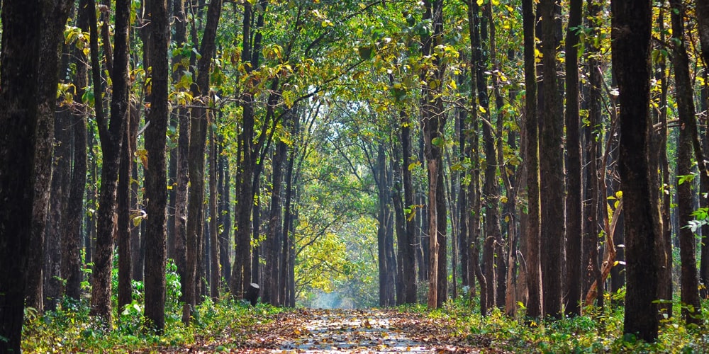 PCD-10007-PCD-10007-5.jpg Image