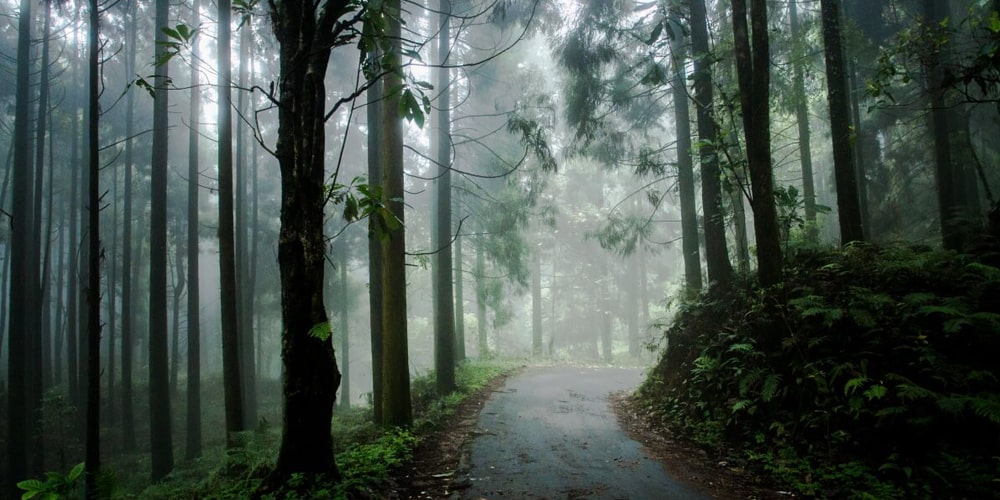 PCD-10008-PCD-10008-1.jpg Image