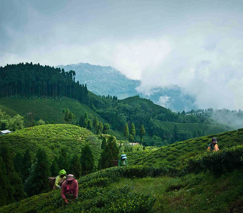 Darjeeling Image