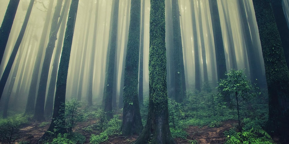 PCD-10015-PCD-10015-1.jpg Image