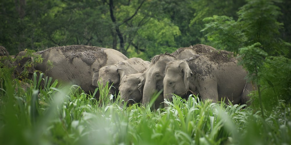 PCD-10019-PCD-10019-2.jpg Image