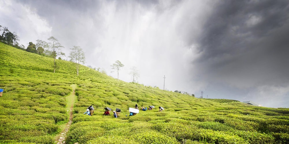 PCD-10020-PCD-10020-5.jpg Image