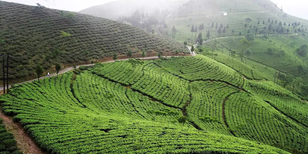 PCD-10023-PCD-10023-4.jpg Image