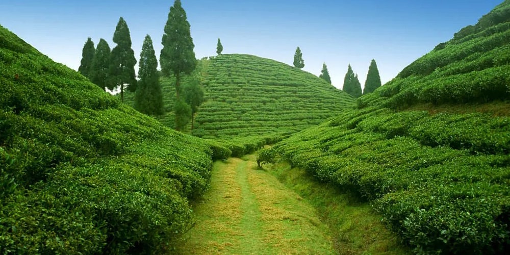 PCD-10023-PCD-10023-5.jpg Image